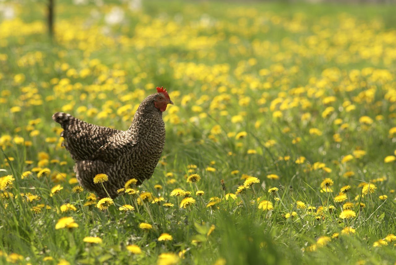 A Barred Rock chicken wandering in a vibrant field of dandelions during the summer.
