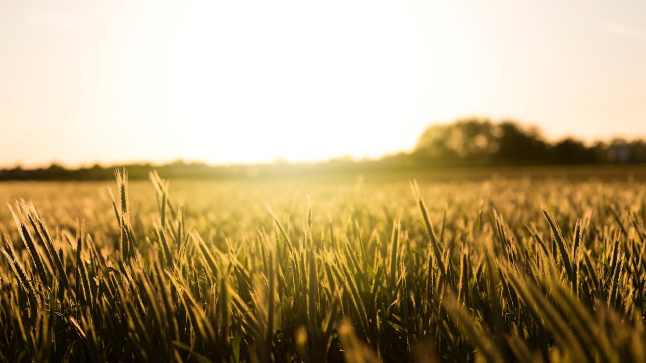 A beautiful view of a wheat field at sunset in Heidelberg, Germany.